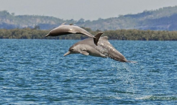 The Australian Humpback Dolphin