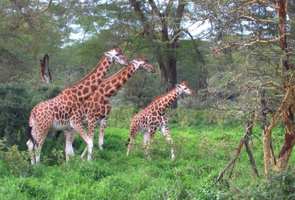 Comoé National Park, Côte D'Ivoire