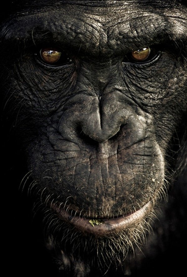 49 Pictures of Chimps to Brighten Your Day ...