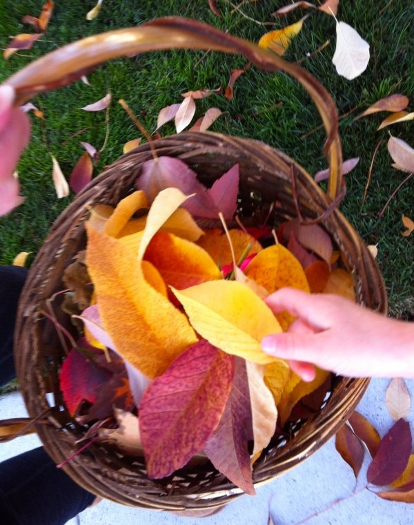 Leaf Collecting