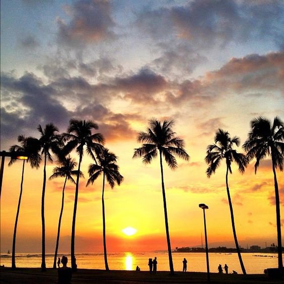 sky, sunset, tree, horizon, cloud,