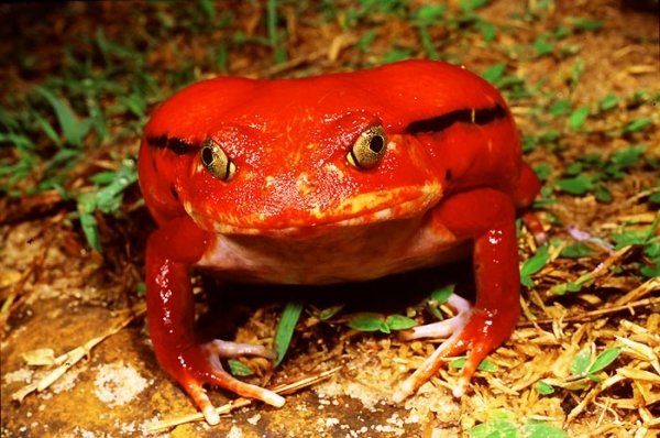 The Tomato Frog