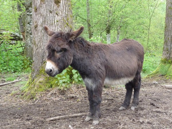 Donkey Sanctuary