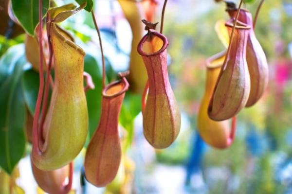 Pitcher Plant