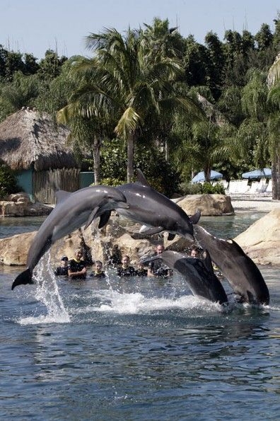 Discovery Cove, Orlando, USA