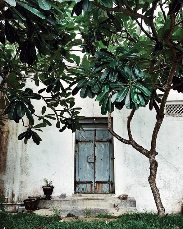 plant, tree, flowering plant, produce, leaf,