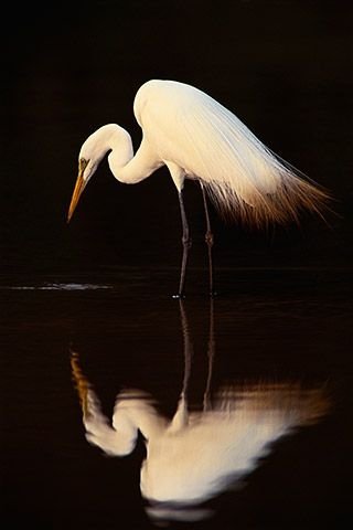 Great Egret