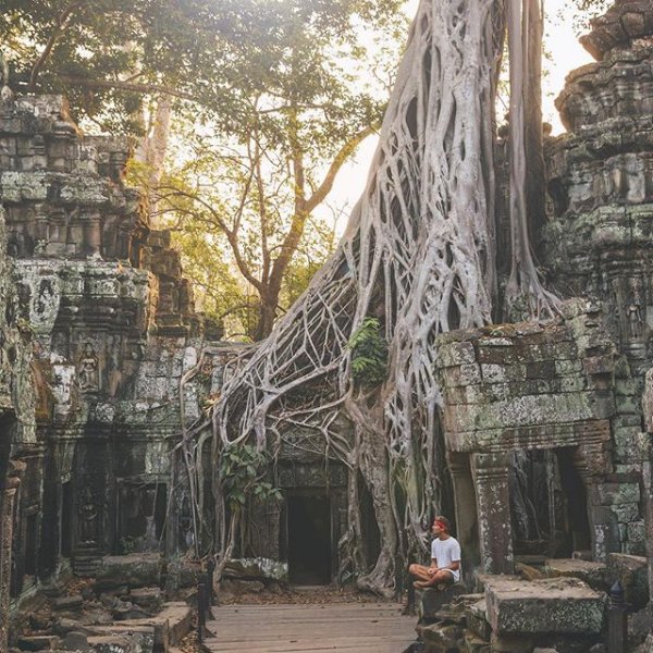 Ta Prohm, tree, ruins, wood,