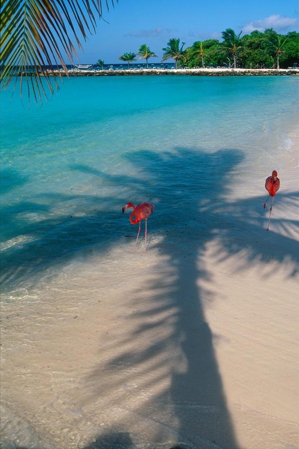 Flamingos in the Shade