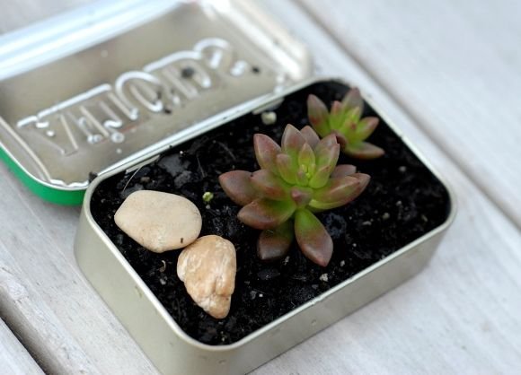 Mini Succulent Garden