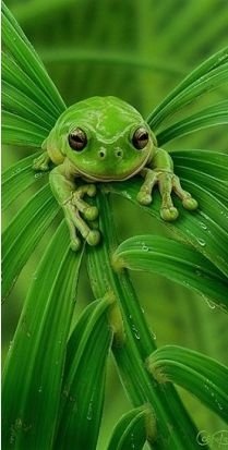 Green Frog