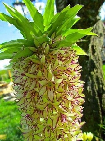 Pineapple Flower