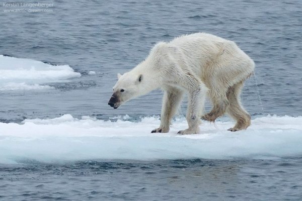 The Polar Ice Caps Are Melting