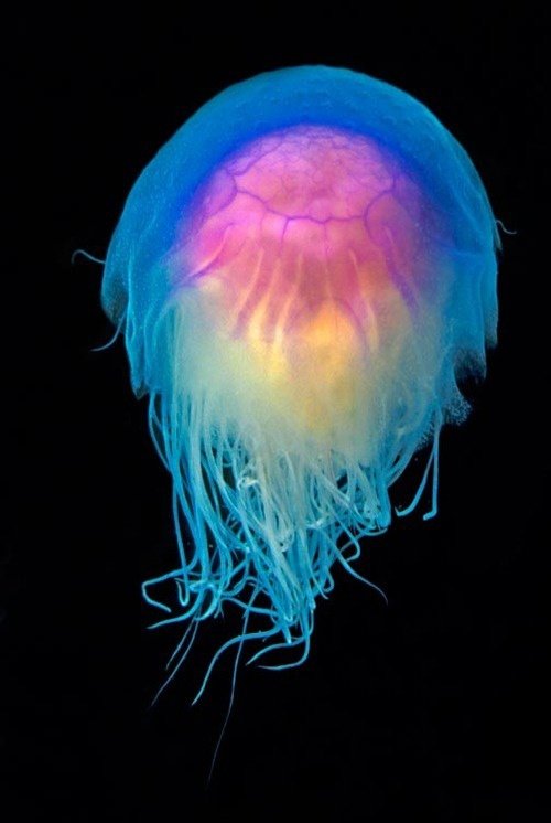 Bright Jellyfish