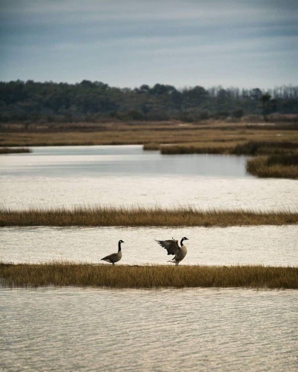 Bird, Sky, Wildlife, Freshwater marsh, Crane-like bird,