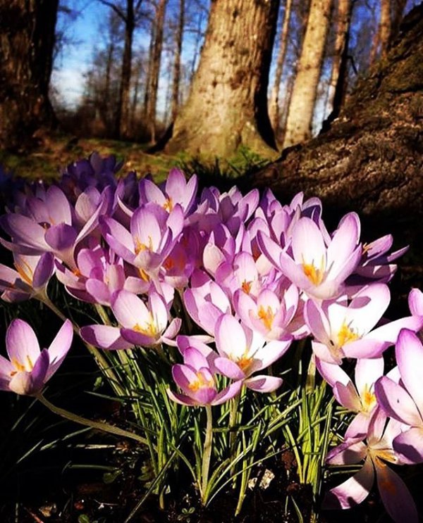 flower, plant, flowering plant, flora, crocus,