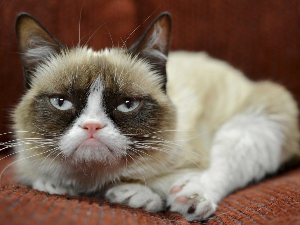 The Grumpy Cat