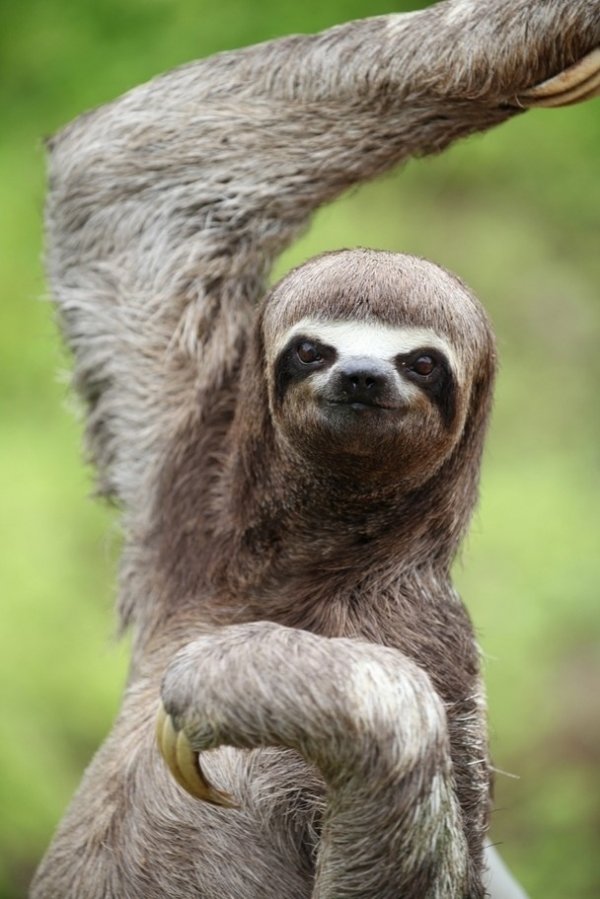 Sloth