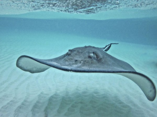 Stingray City