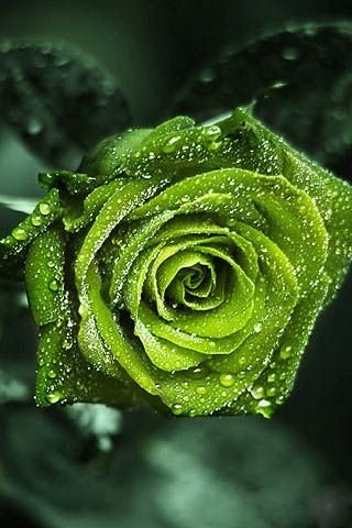 Green Rose