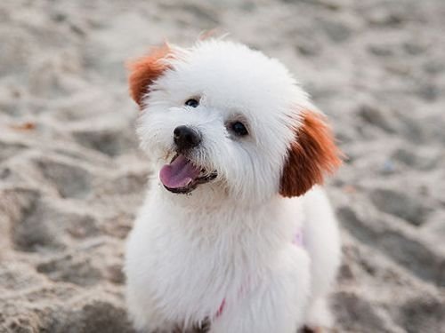 dog,mammal,vertebrate,dog breed,bichon frisé,