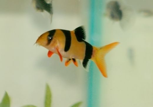 Clown Loaches