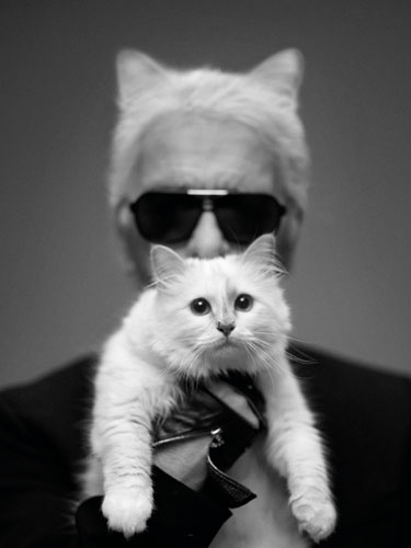 Choupette the Kitten