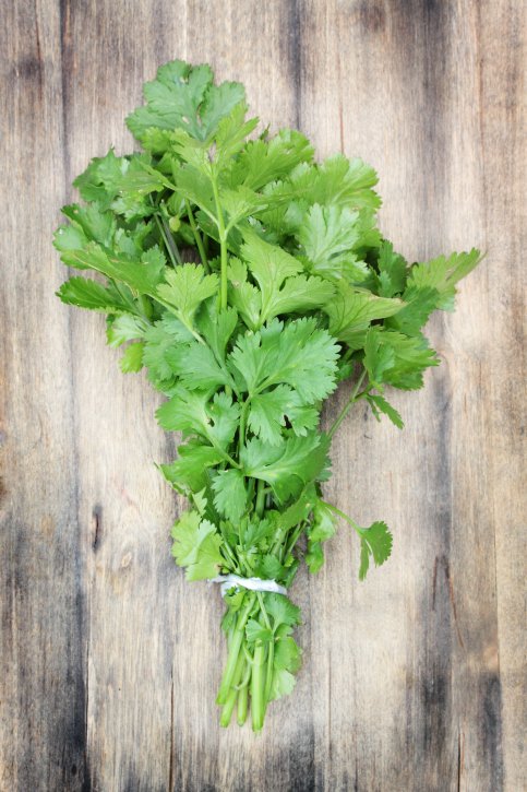 Fresh Coriander Leaves