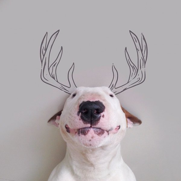 Antlers