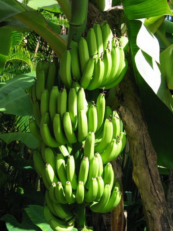 Bananas