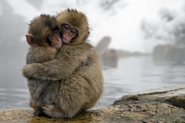 Monkey Business in Jigokudani Monkey Park, Japan