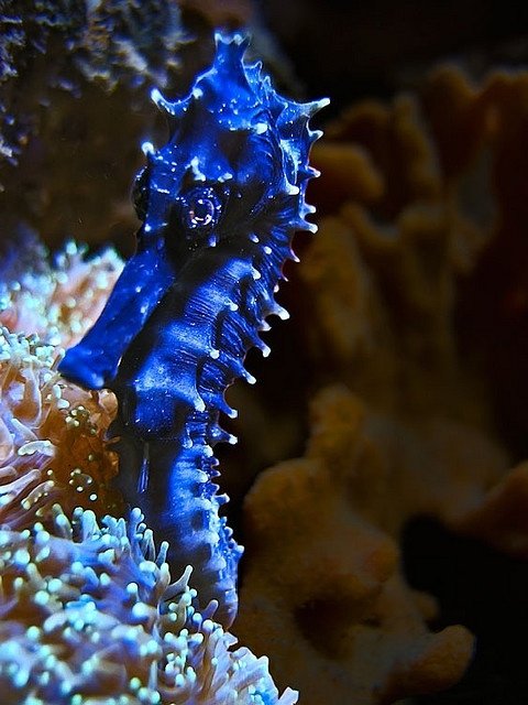 Blue Seahorse