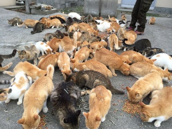 Cat Island, Tashirojima, Japan