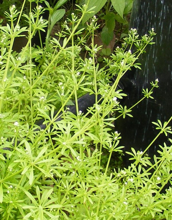 Goose Grass