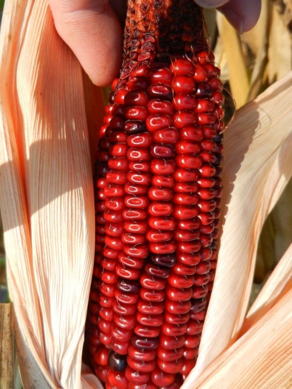 Corn