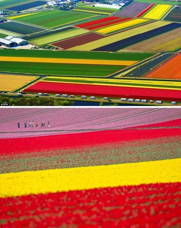 Tulip Fields, Lisse, the Netherlands