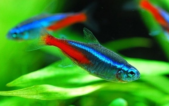 Neon Tetras