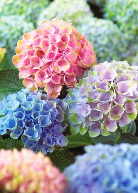 Hydrangea