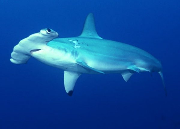 Hammerhead Shark