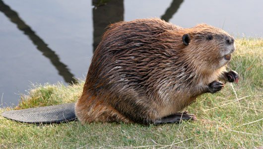 Beavers