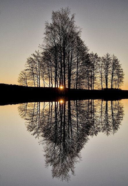 Sunrise through the Trees