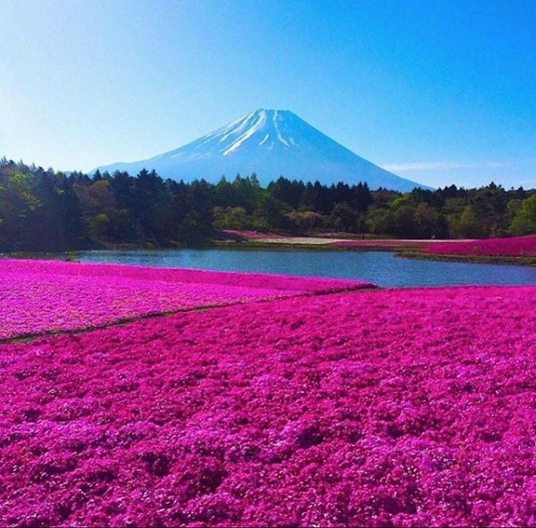 color, plant, pink, flower, purple,