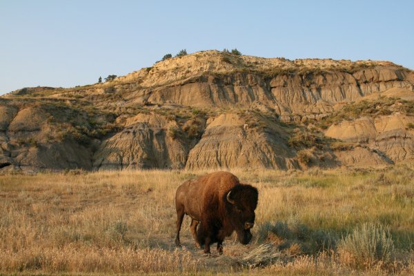 steppe, badlands, grassland, wilderness, wildlife,