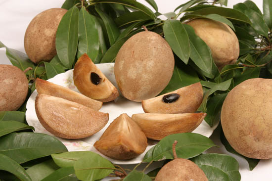 Sapodilla