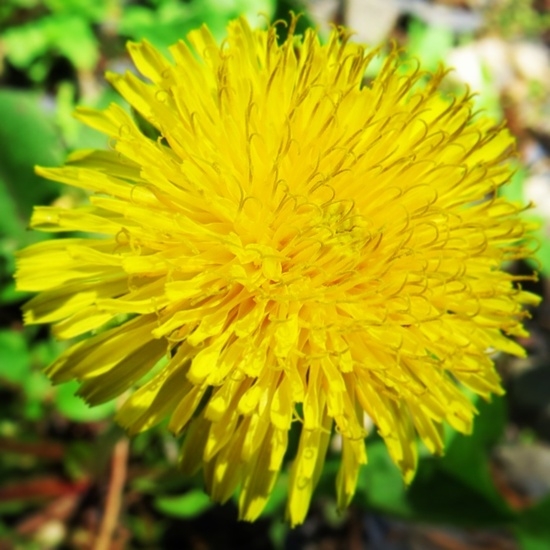 Dandelion