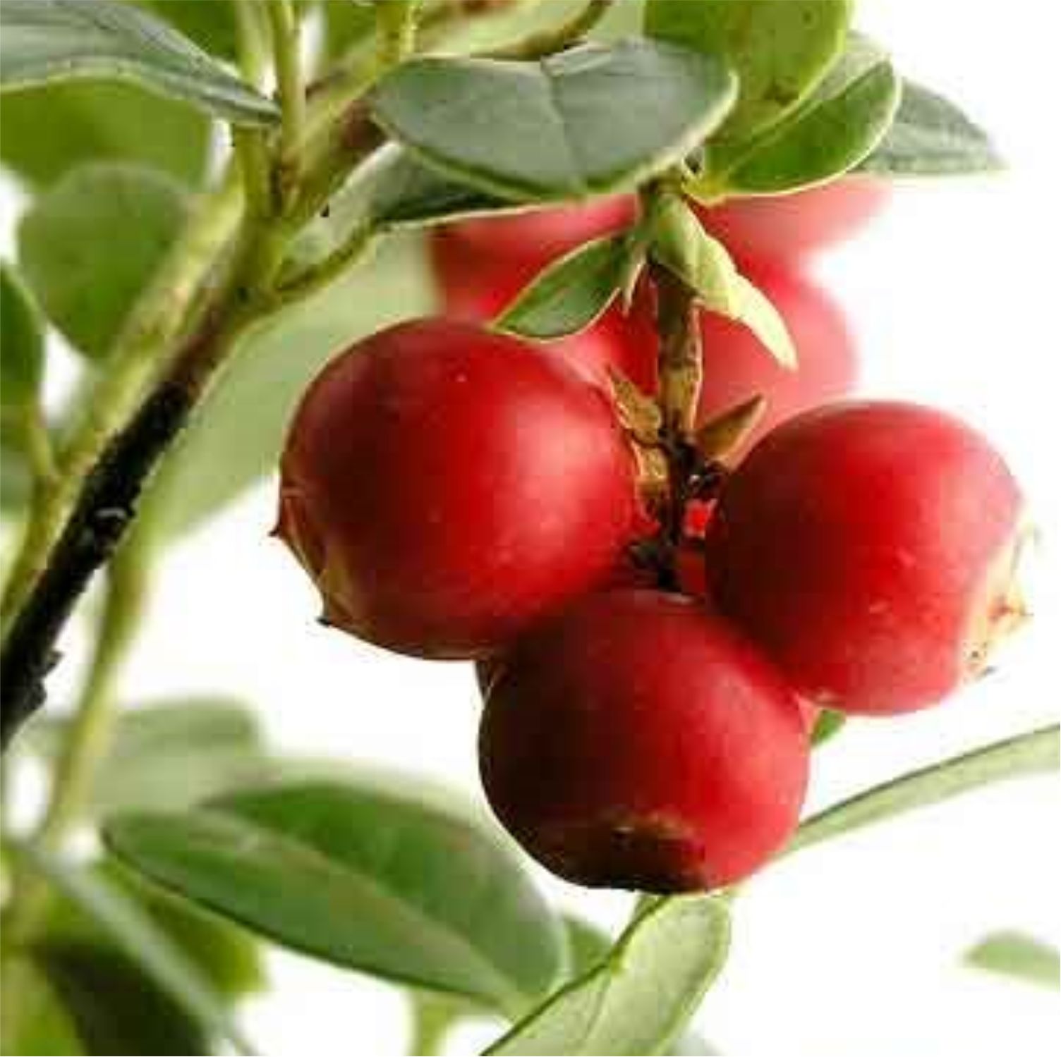 Camu Camu Berry