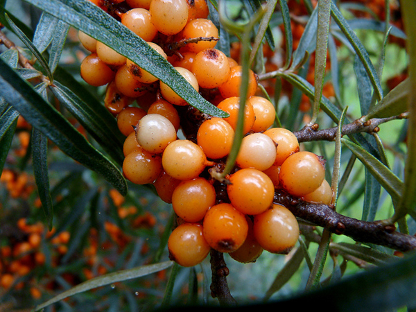 Sea Buckthorn