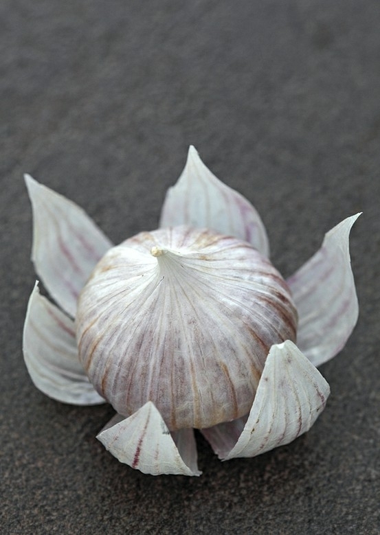 Garlic