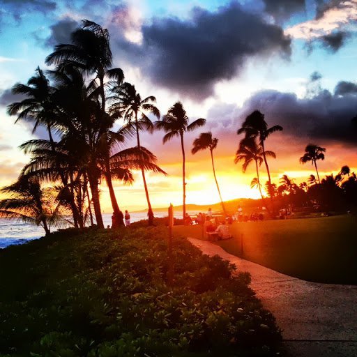 sky, sunset, palm tree, sea, arecales,