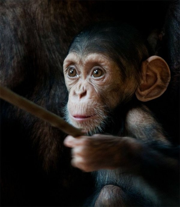 Infant Chimp